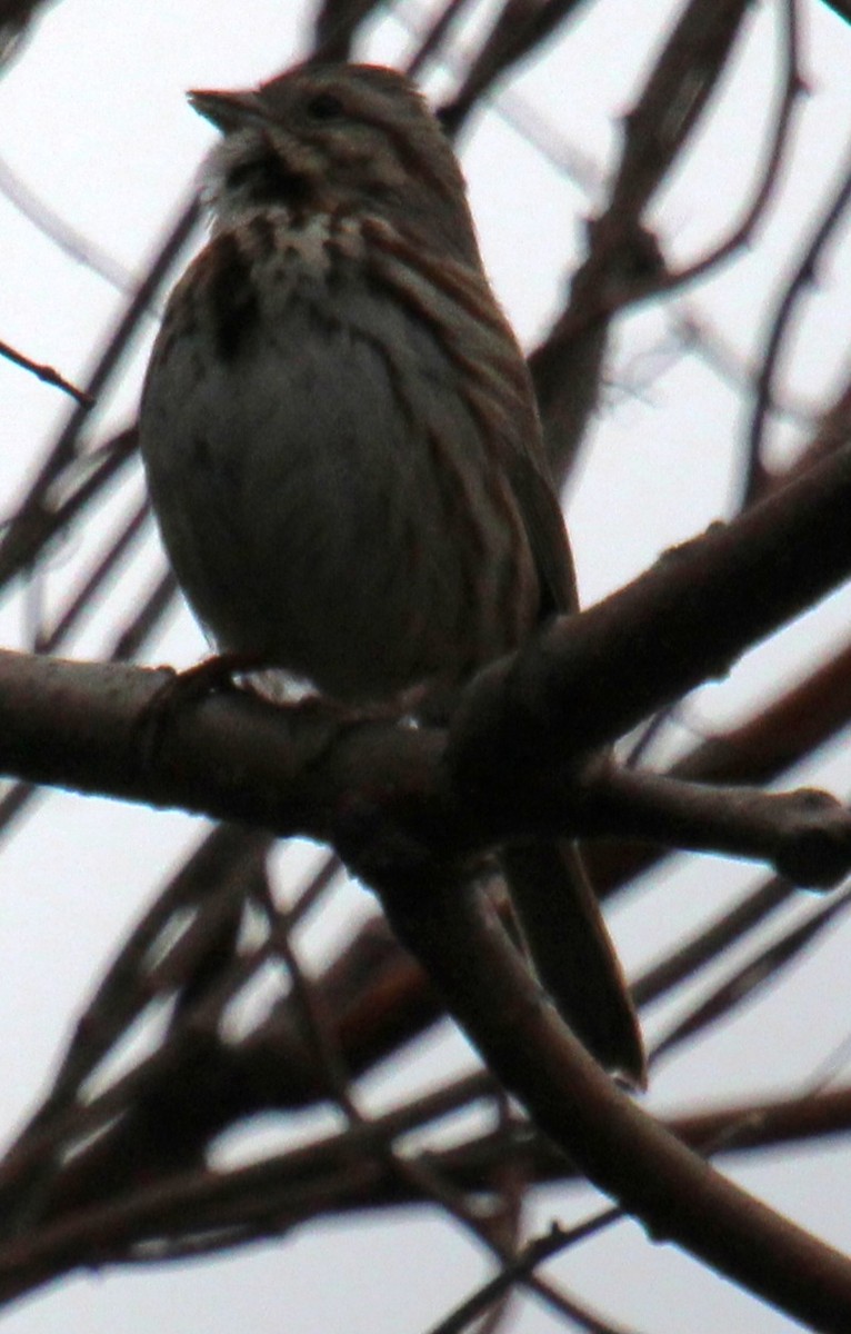 Song Sparrow (melodia/atlantica) - ML615556675