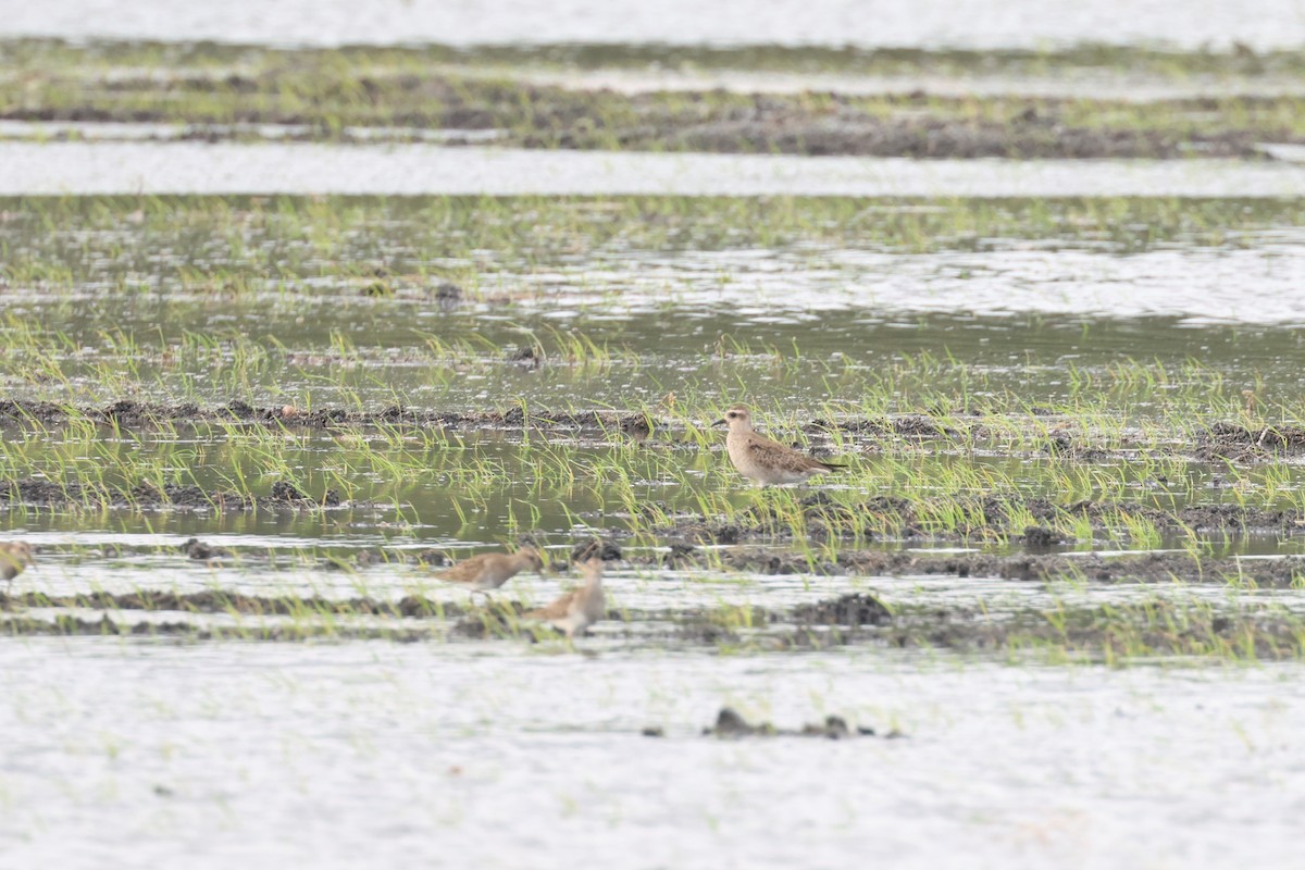 American Golden-Plover - Leslie Penner