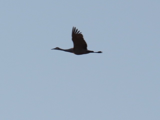 Sandhill Crane - Katie Kozak