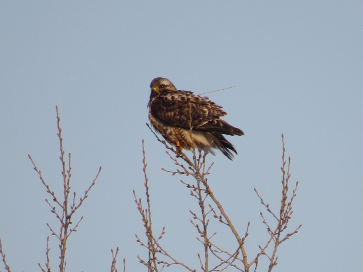 Rough-legged Hawk - Katie Kozak