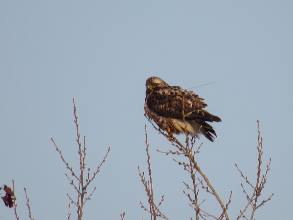 Rough-legged Hawk - Katie Kozak