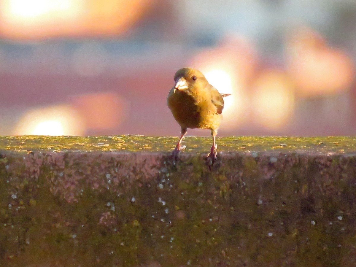 Red Crossbill (North African) - ML615556810