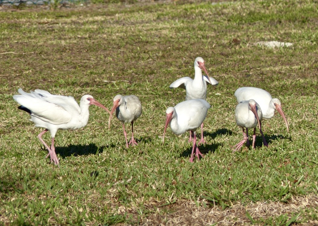 White Ibis - Rick Taylor