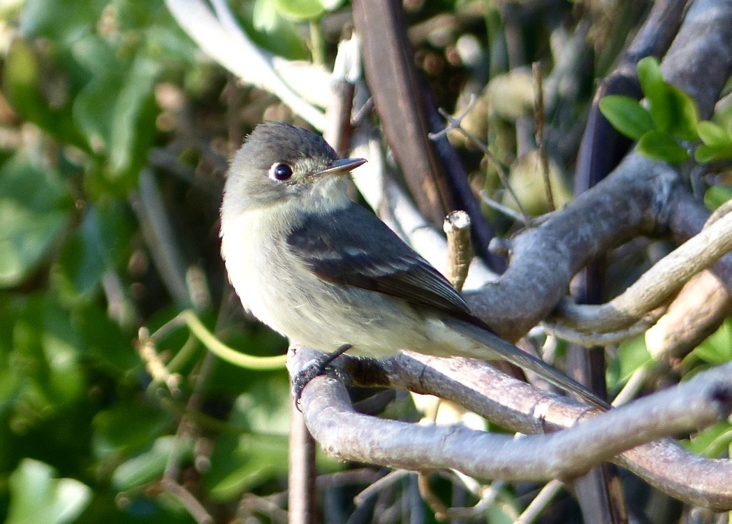 Cuban Pewee - ML615556842