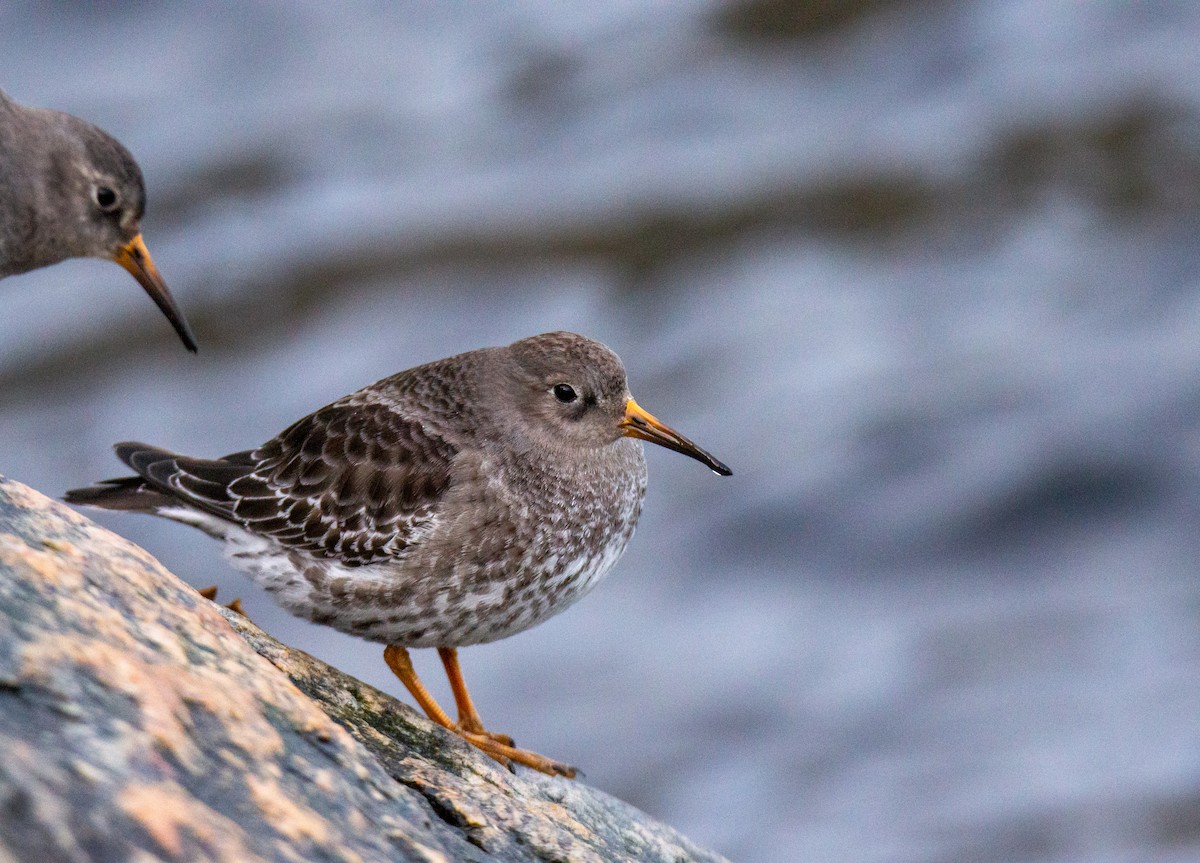 Purple Sandpiper - Laurent Bédard