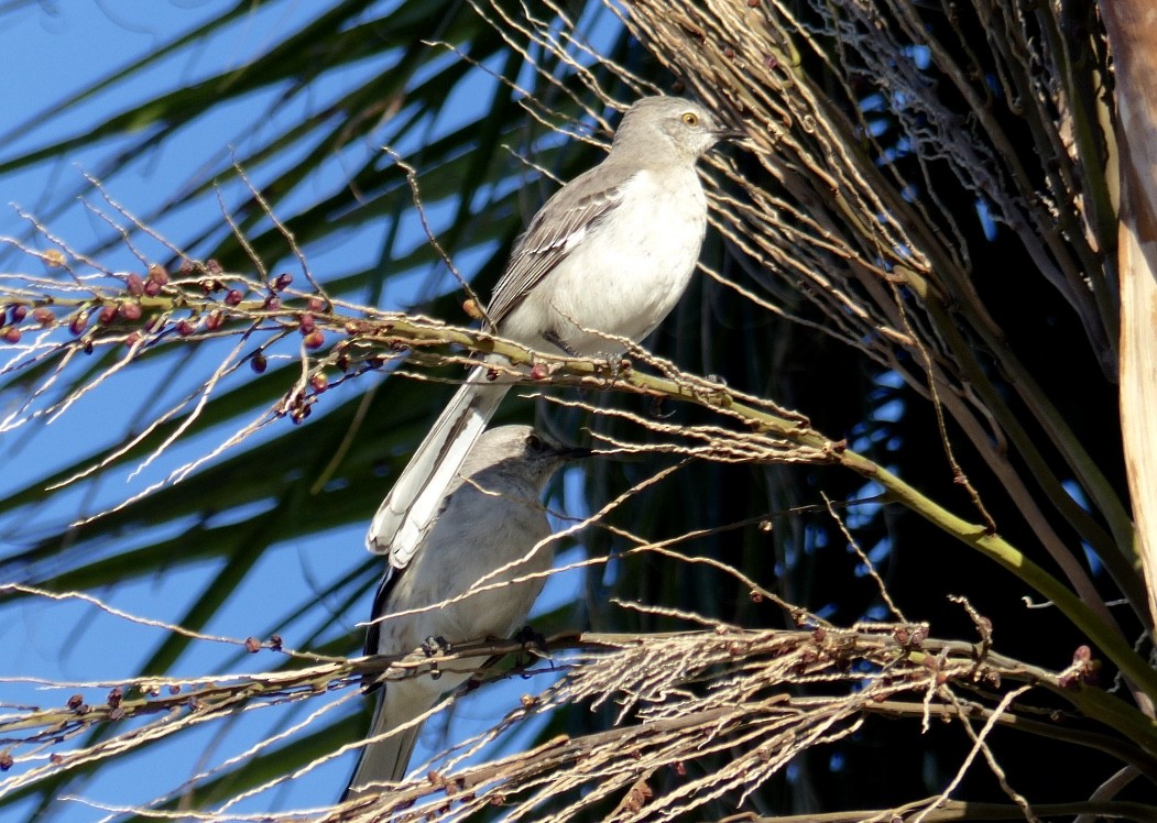 Northern Mockingbird - ML615556891