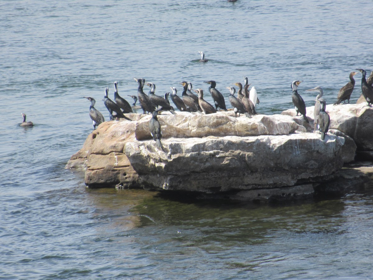 Great Cormorant - ML615556896