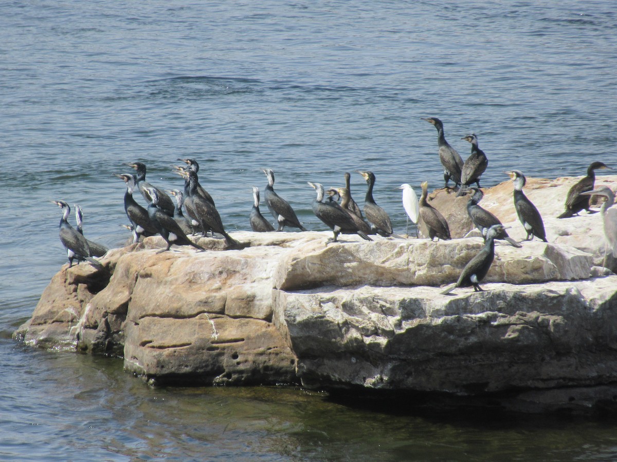 Great Cormorant - ML615556897