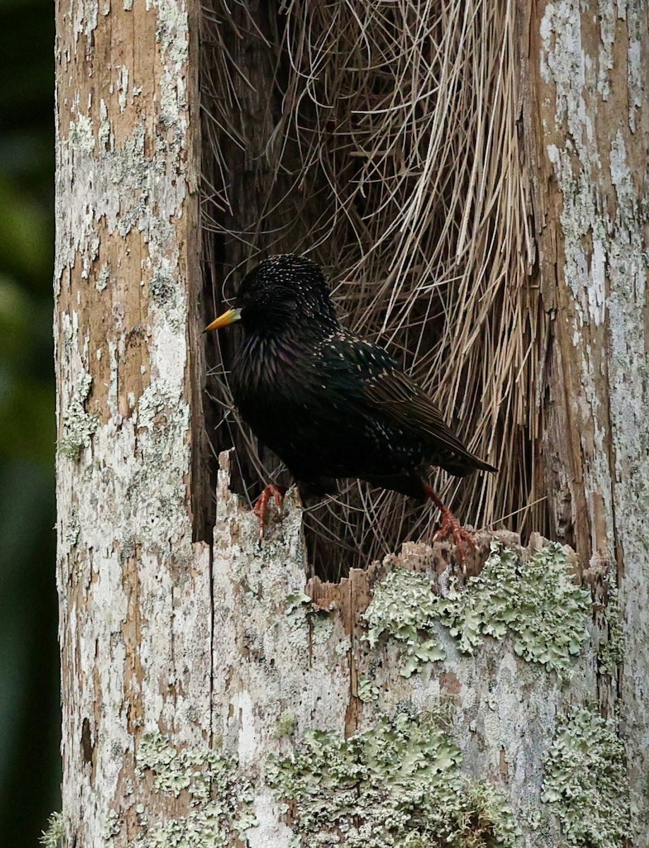 European Starling - ML615556966