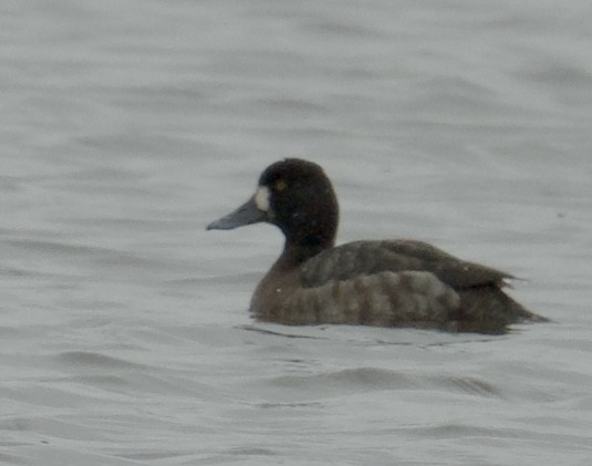 Greater Scaup - Tim Johnson