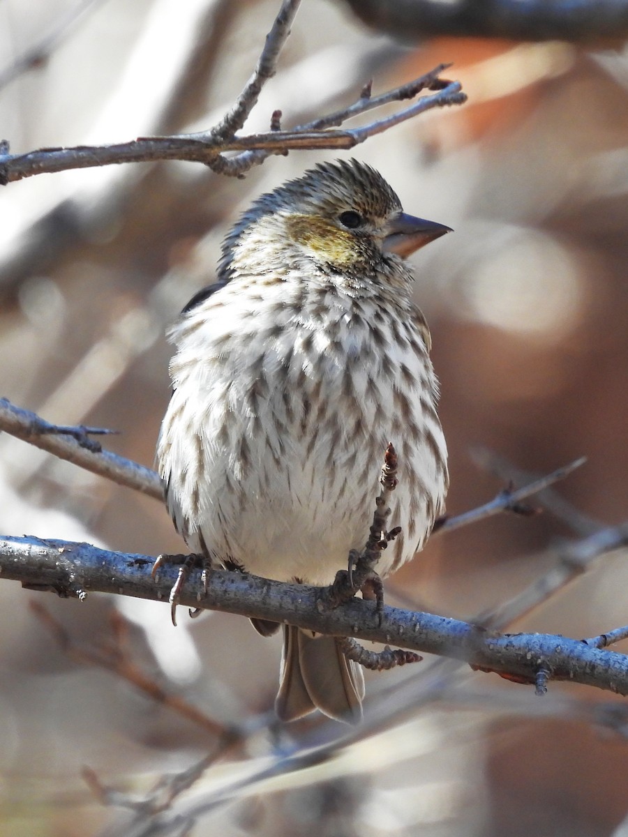 Cassin's Finch - ML615557048