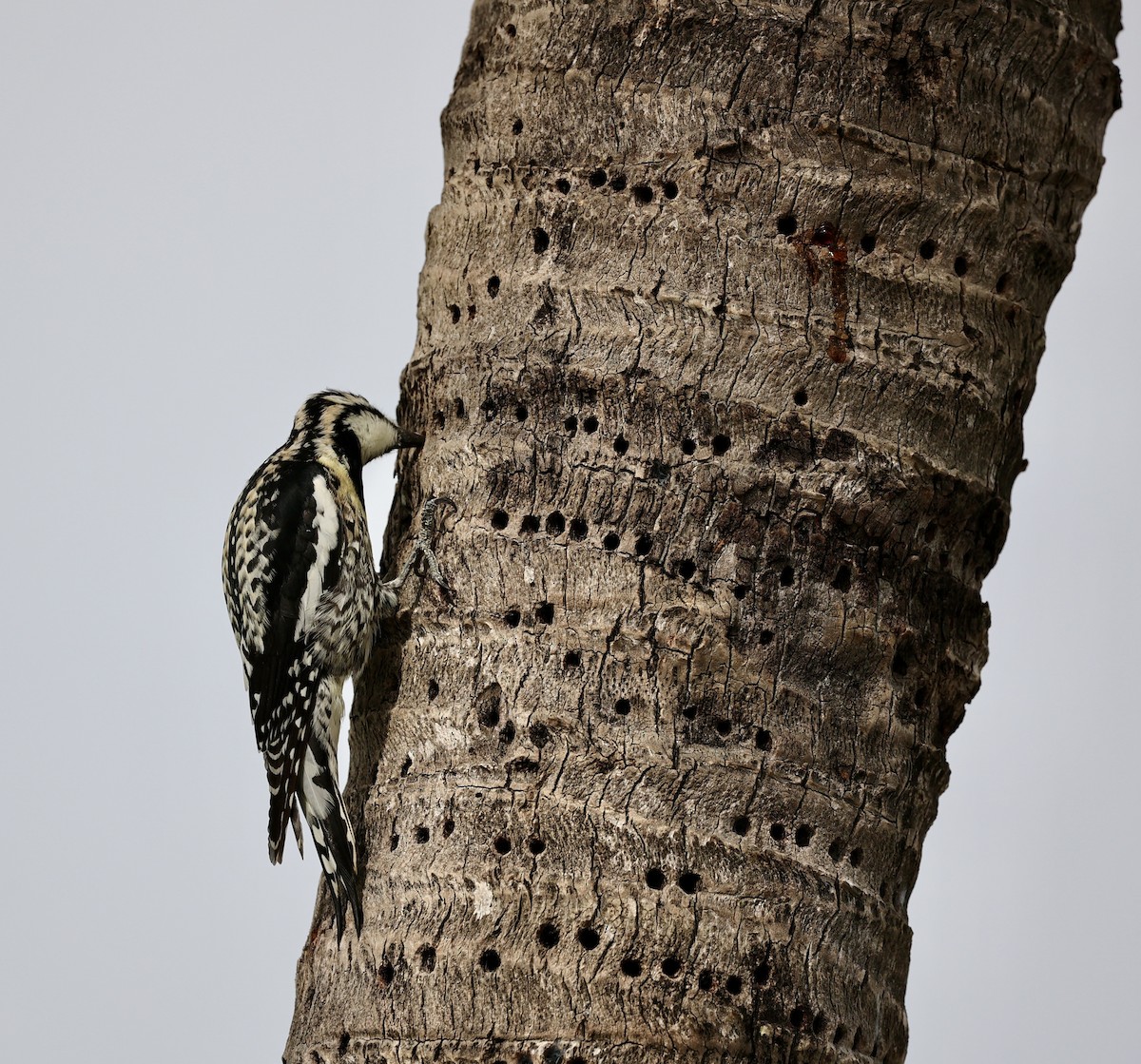 Yellow-bellied Sapsucker - Christine de la Rosa