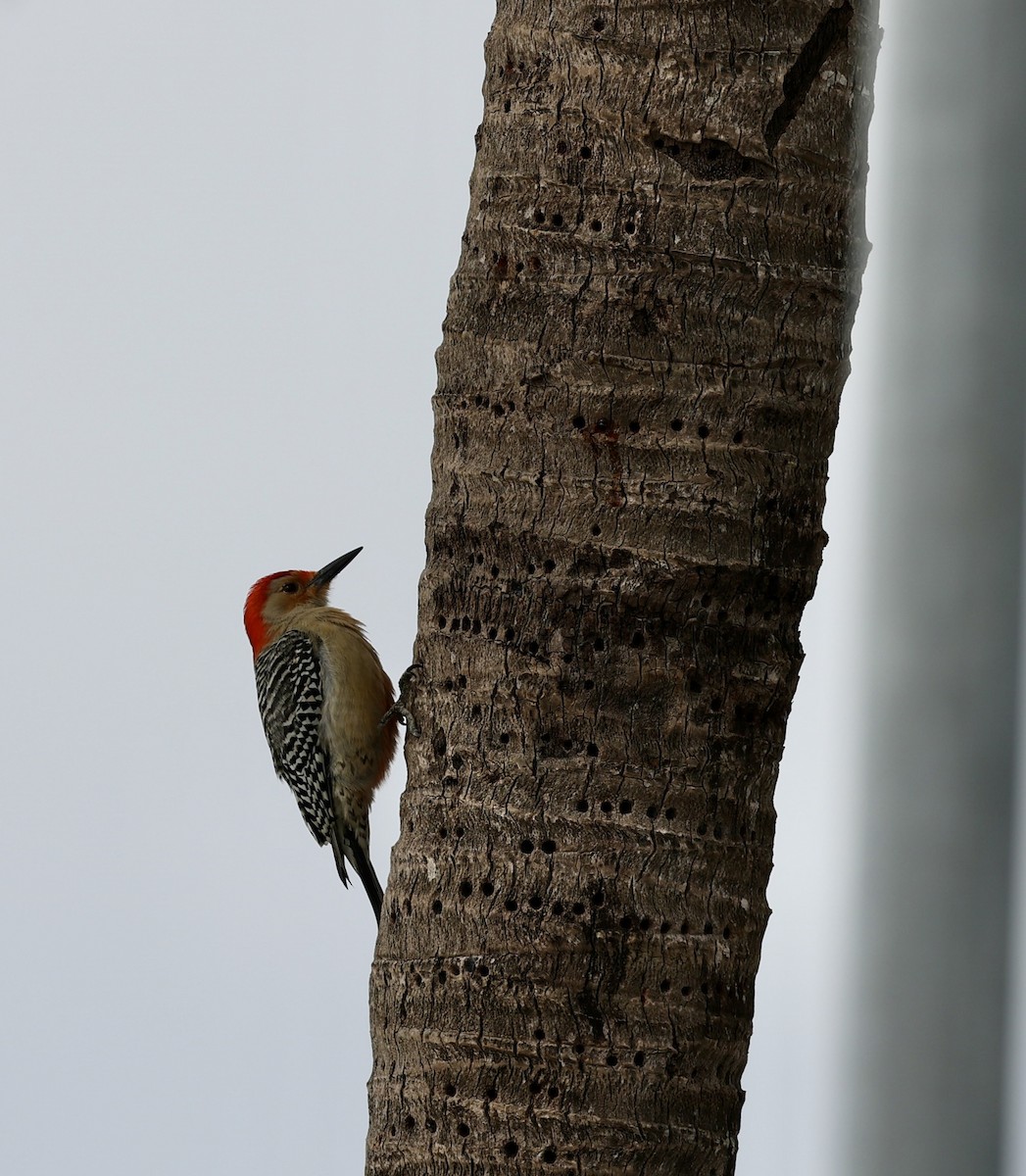 Red-bellied Woodpecker - Christine de la Rosa