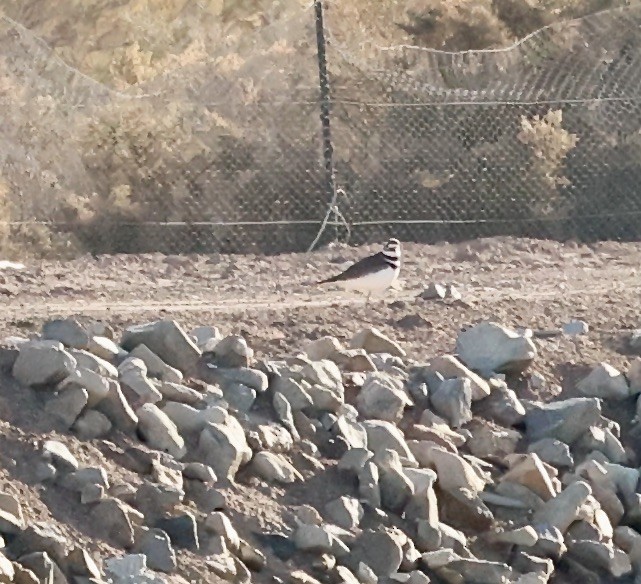 Killdeer - ML615557088