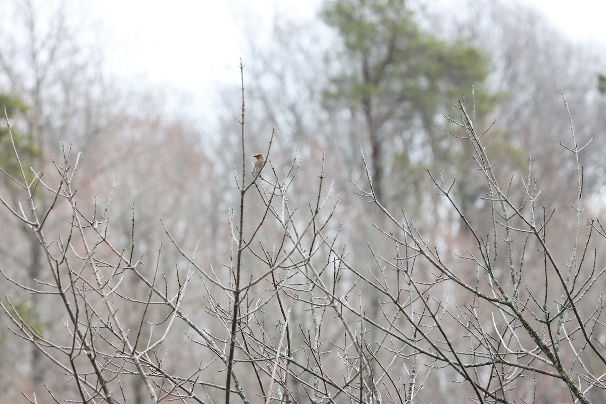 Cedar Waxwing - ML615557106