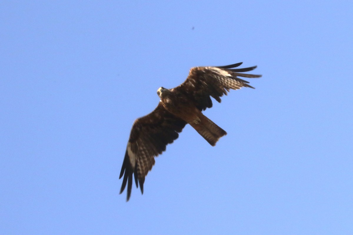 Black Kite - ML615557139