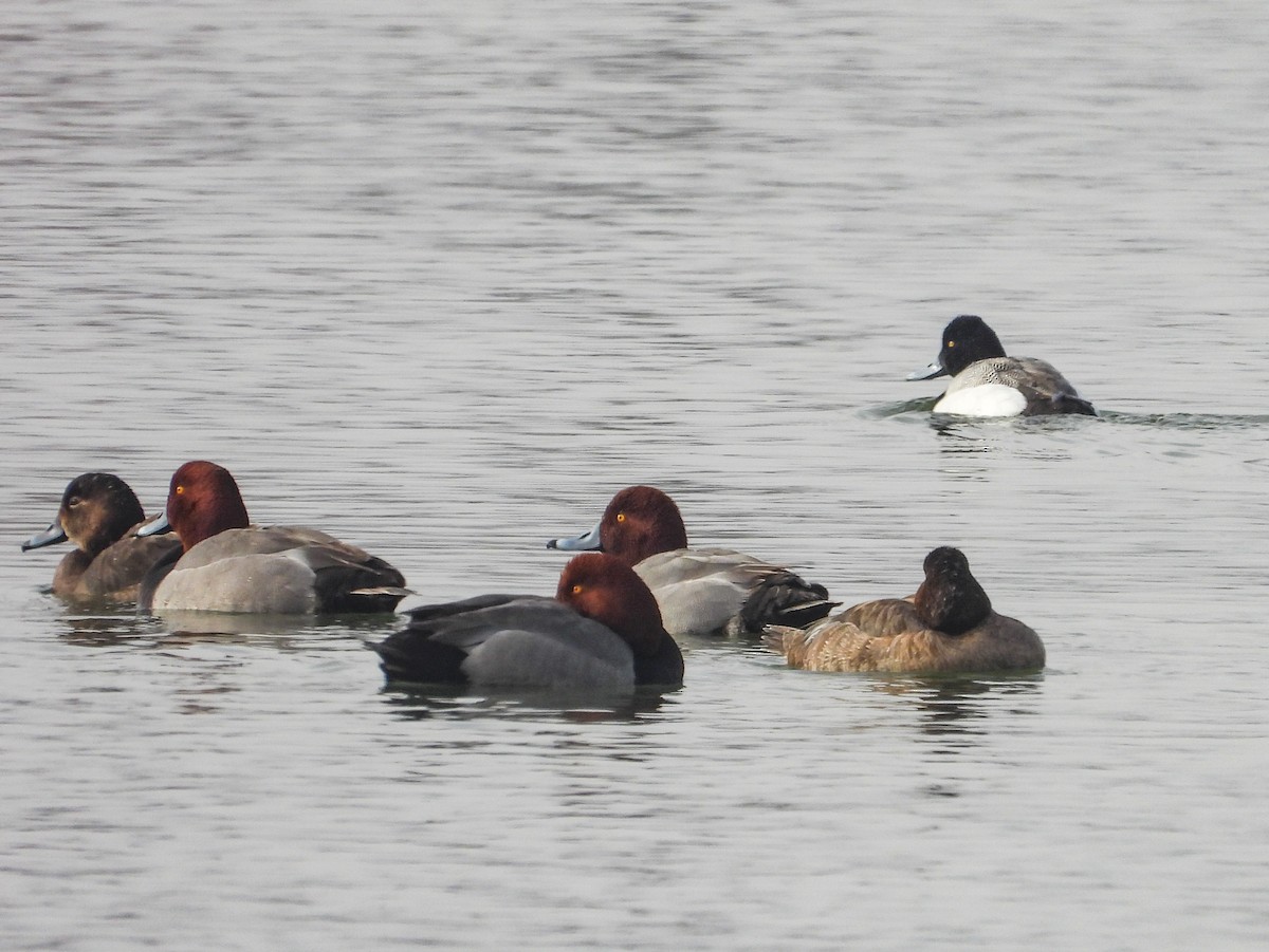 Lesser Scaup - ML615557140