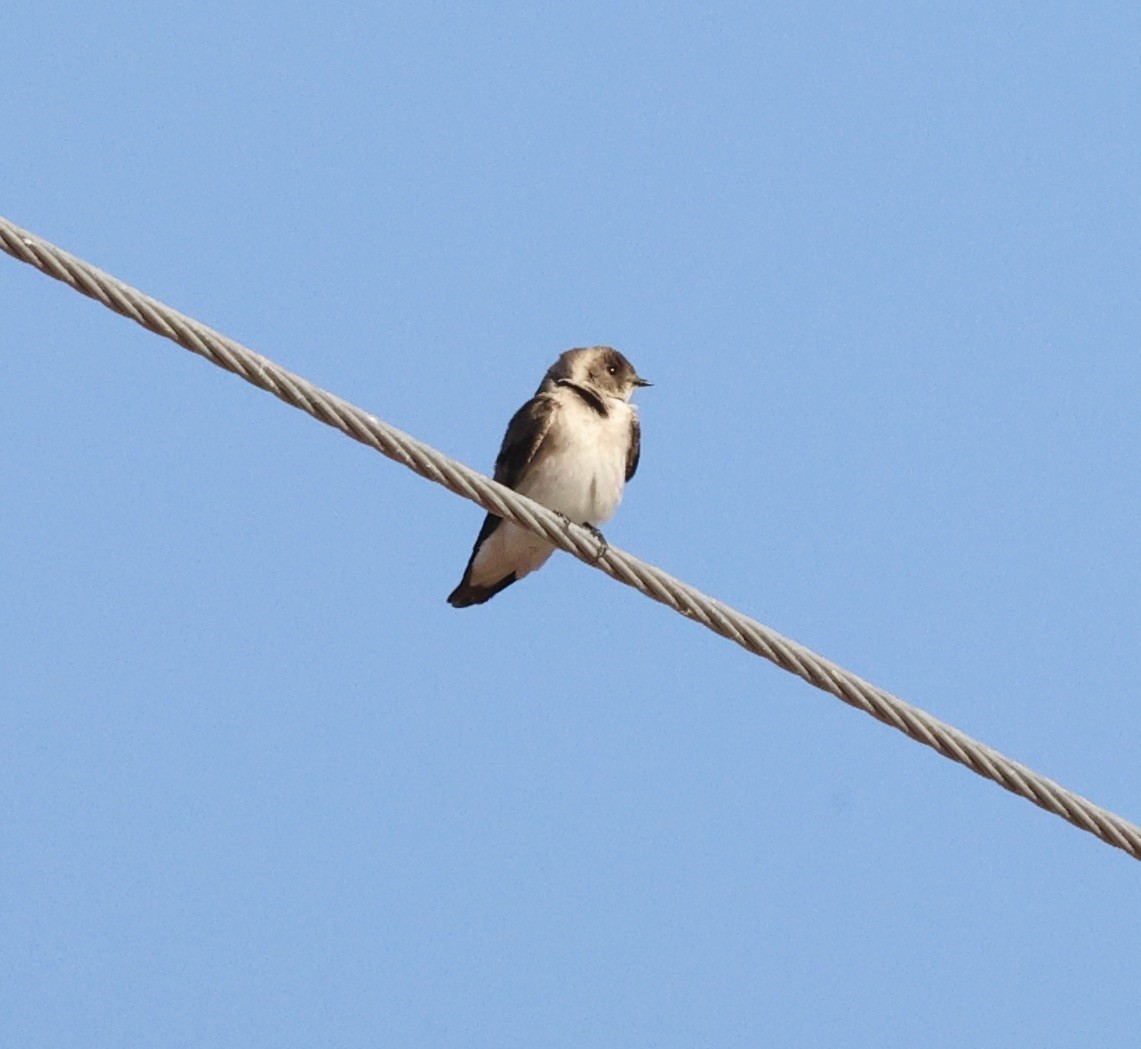 Northern Rough-winged Swallow - ML615557149