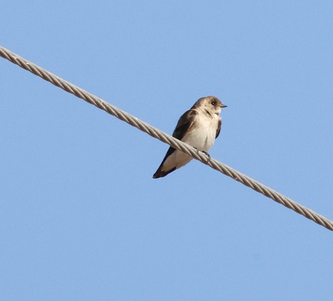 Northern Rough-winged Swallow - ML615557153