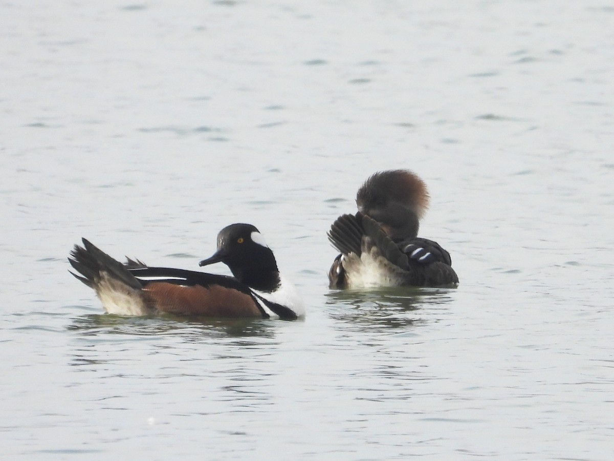 Hooded Merganser - ML615557155