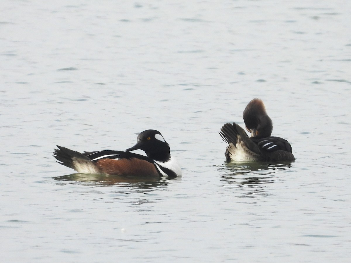 Hooded Merganser - ML615557156