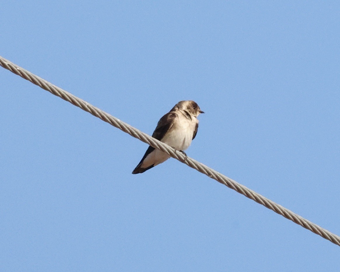 Northern Rough-winged Swallow - ML615557159