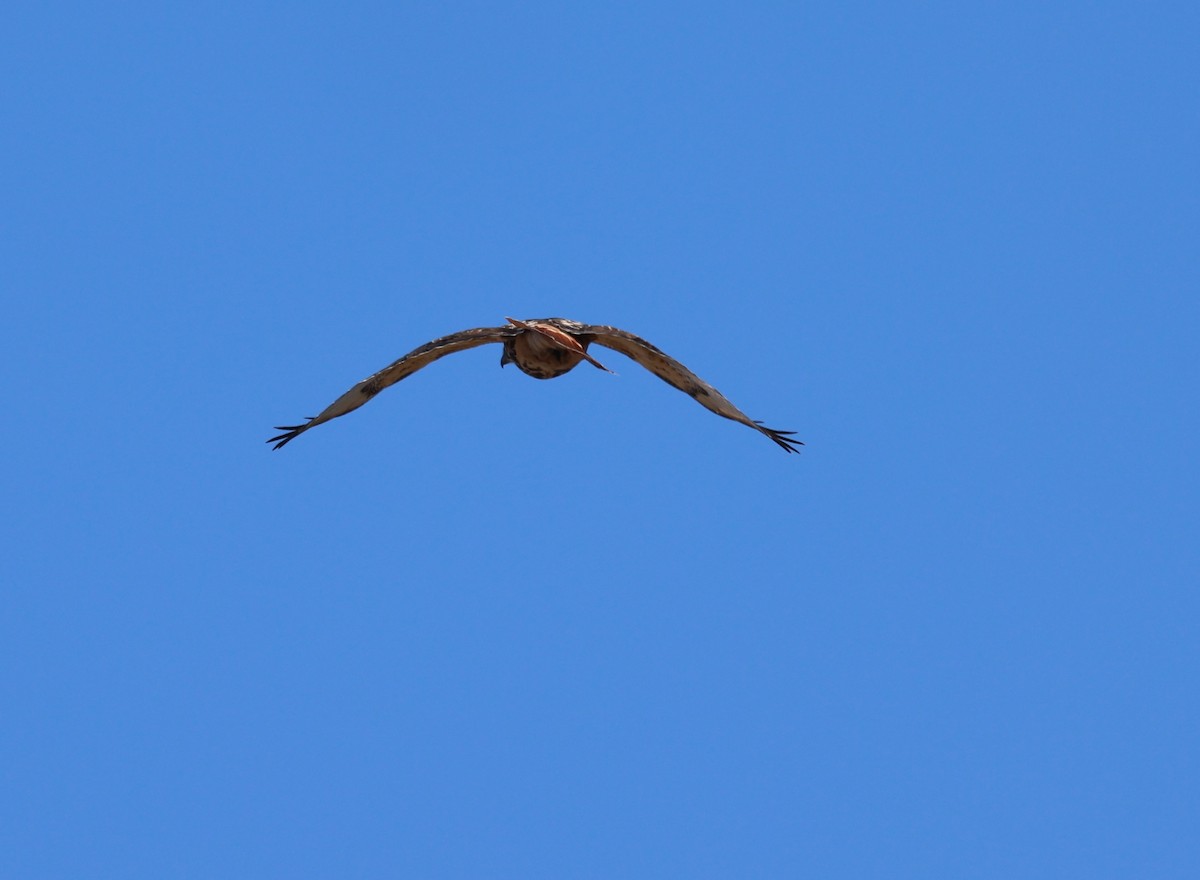 Red-tailed Hawk - ML615557162