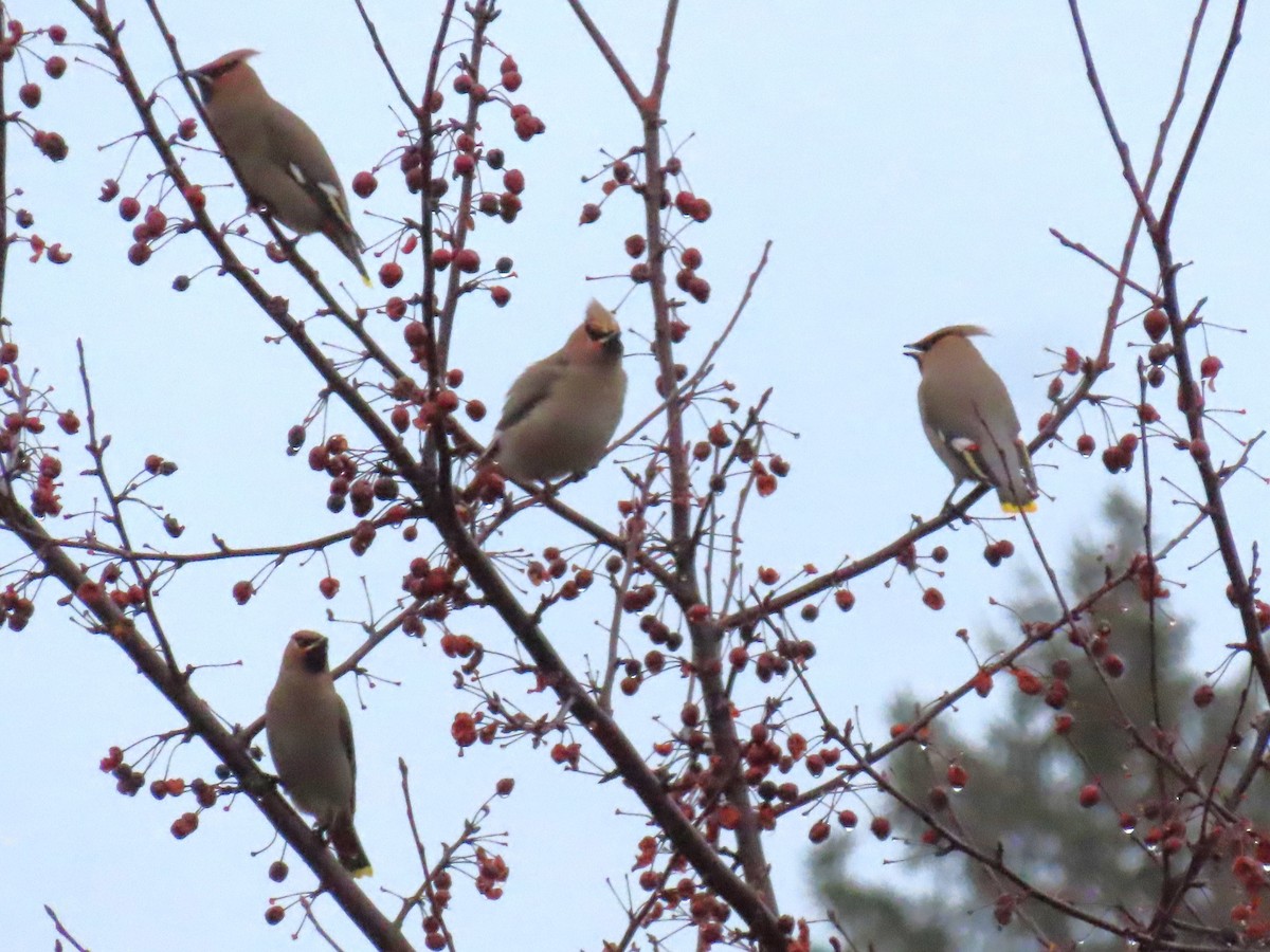 Bohemian Waxwing - Kevin Topping