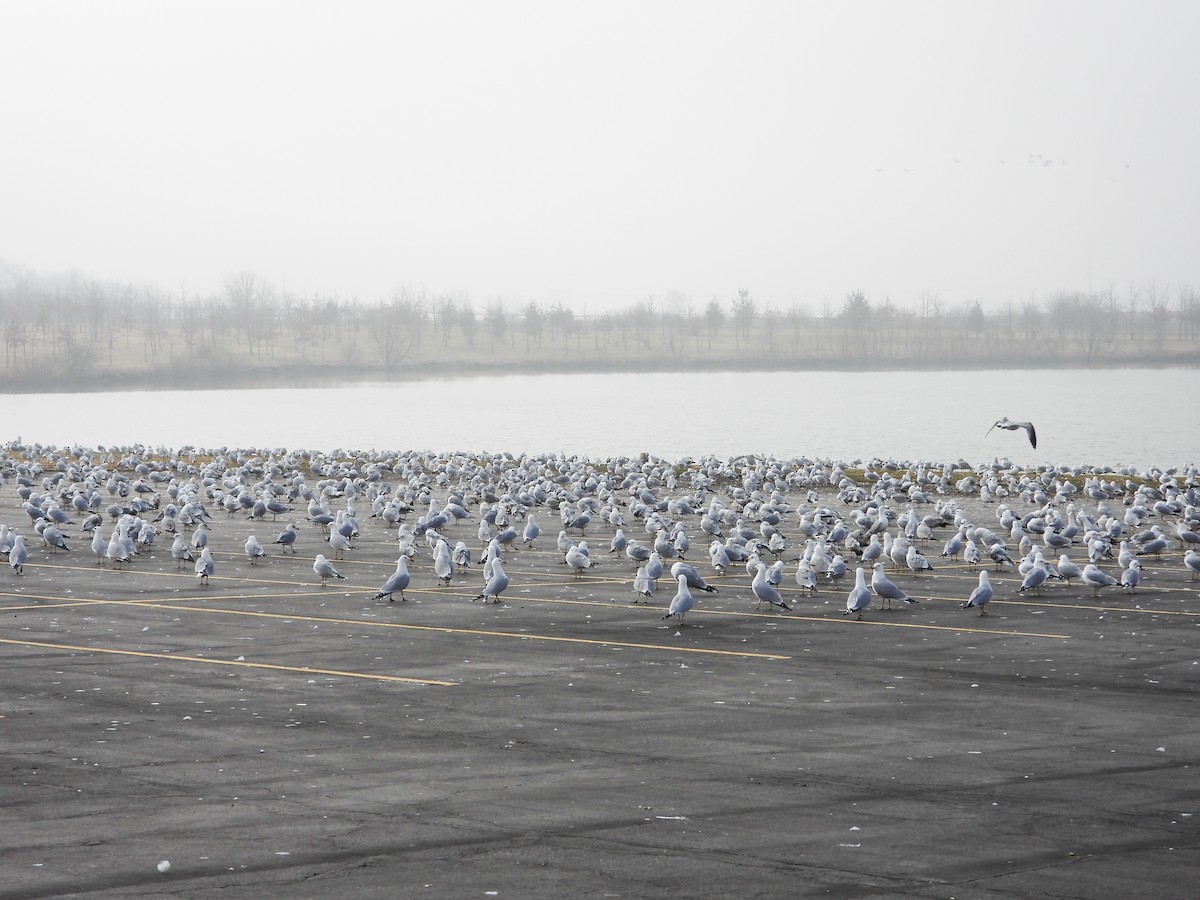 Ring-billed Gull - ML615557230