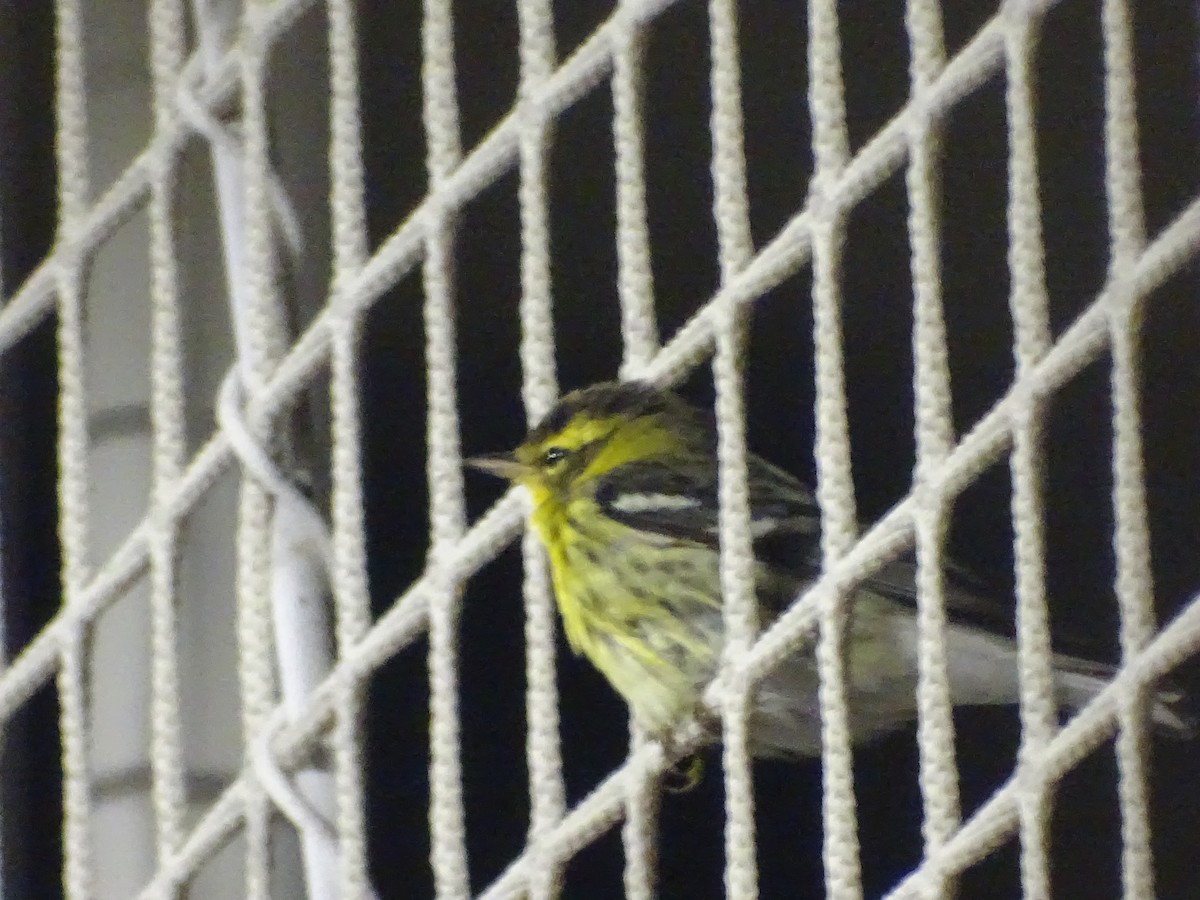 Blackburnian Warbler - ML615557235