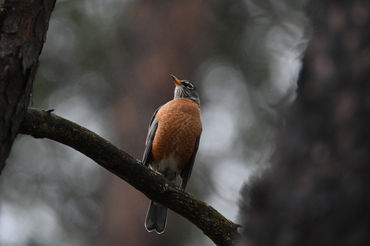 American Robin - ML615557250