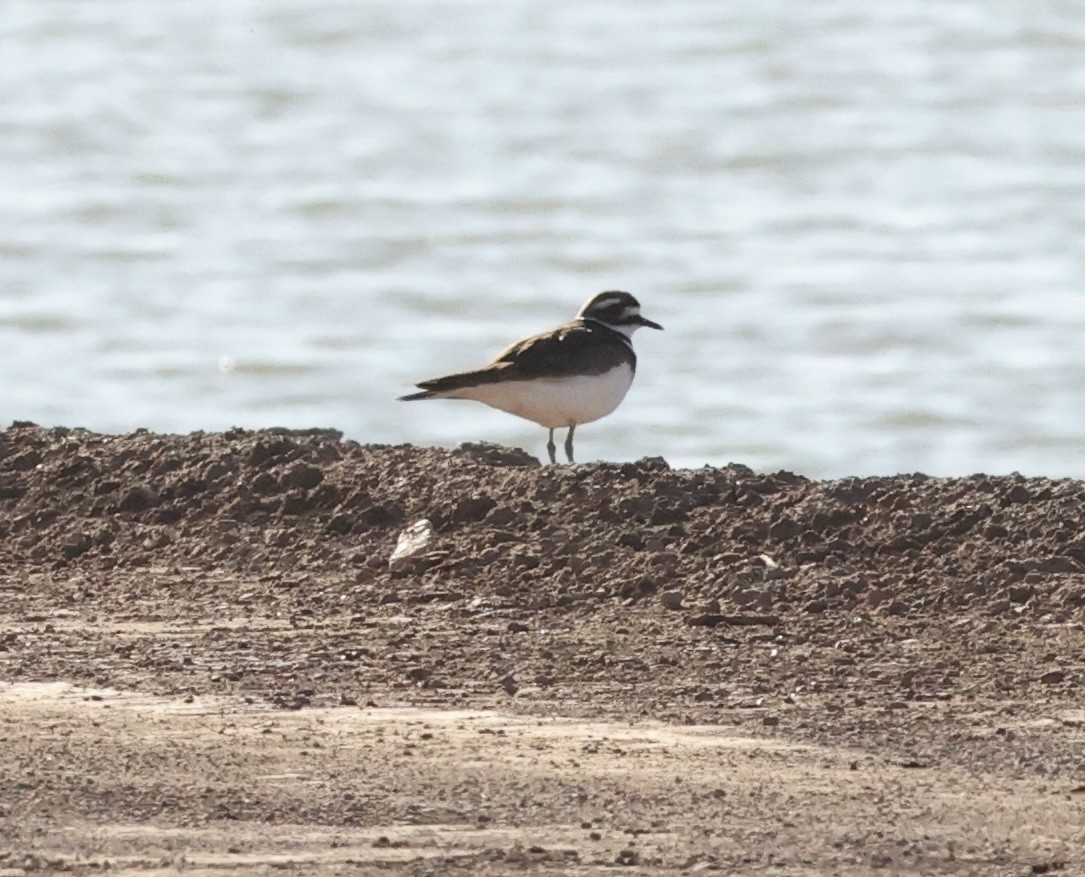 Killdeer - ML615557251