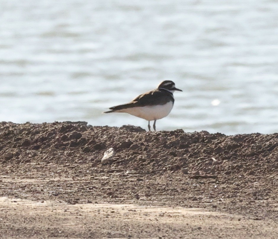 Killdeer - ML615557253