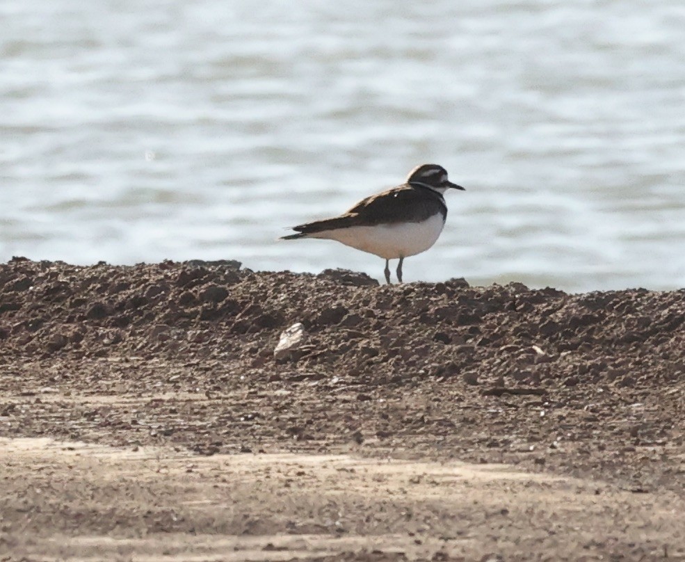 Killdeer - ML615557256