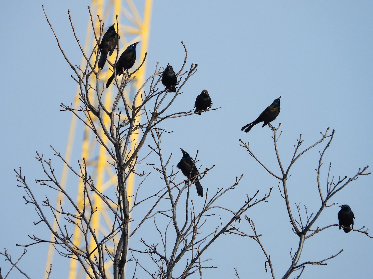 Common Grackle - ML615557267