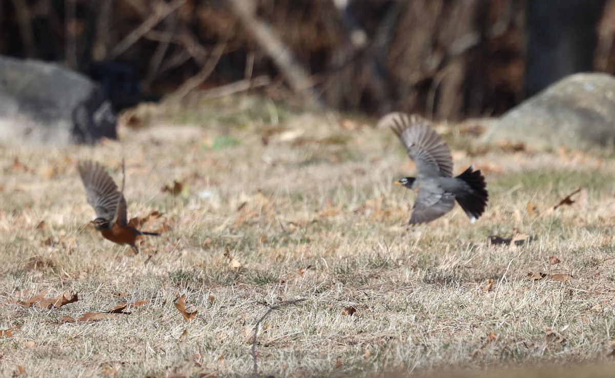 American Robin - ML615557275