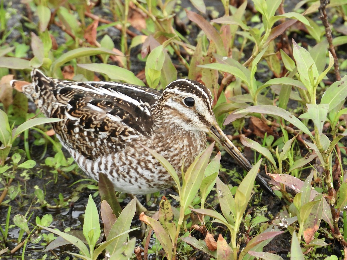 Wilson's Snipe - ML615557297