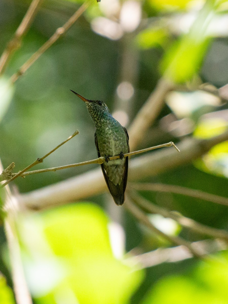 kolibřík pestrý - ML615557321