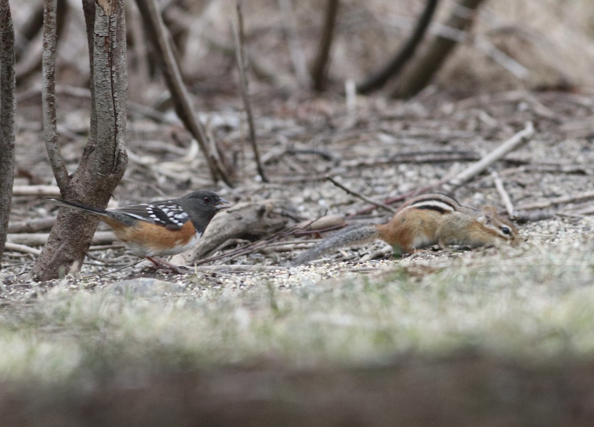 Spotted Towhee - ML615557365