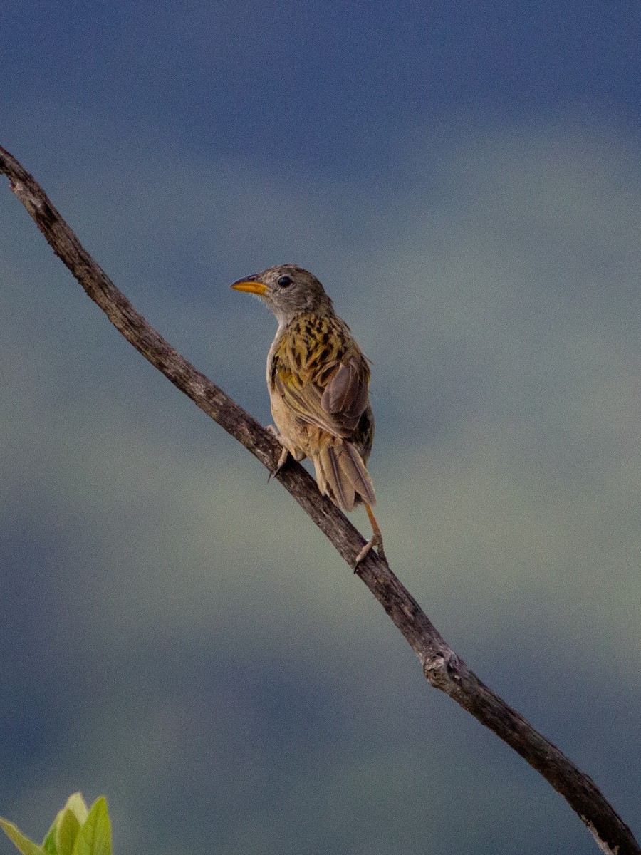 Wedge-tailed Grass-Finch - ML615557379