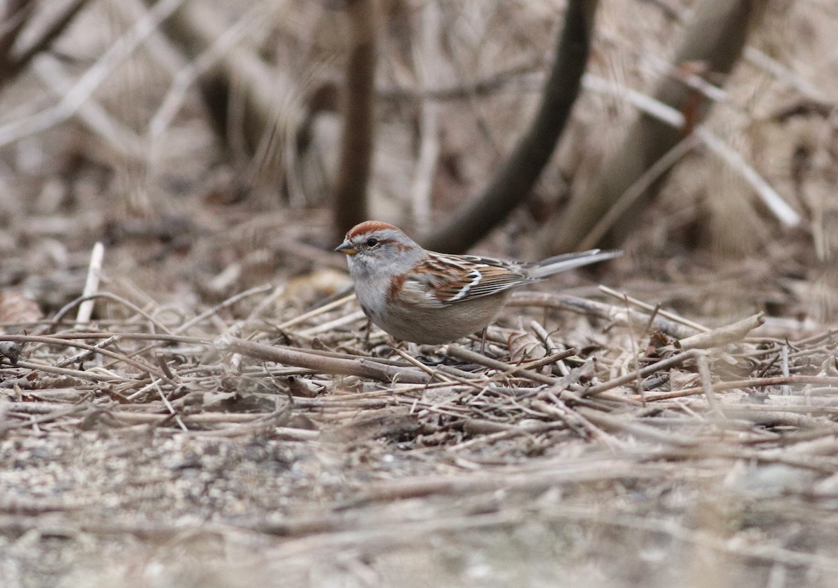 American Tree Sparrow - ML615557380