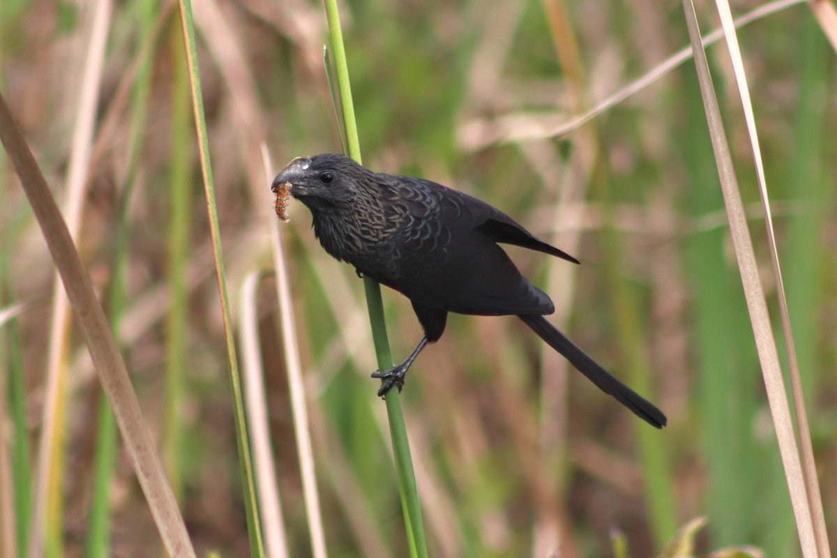 Smooth-billed Ani - ML615557461