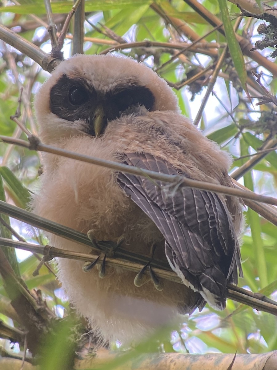 Photos - Band-bellied Owl - Pulsatrix melanota