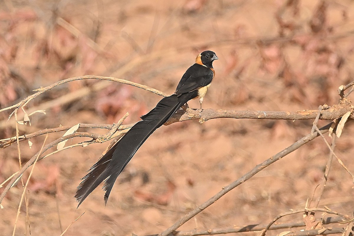 Sahel Paradise-Whydah - ML615557483