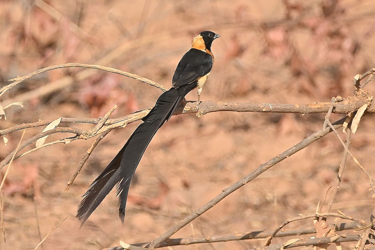 Sahel Paradise-Whydah - ML615557484