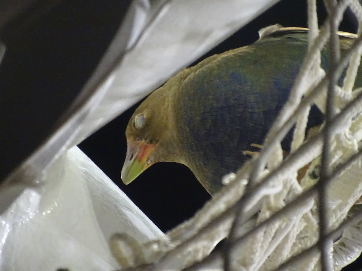 Purple Gallinule - ML615557487