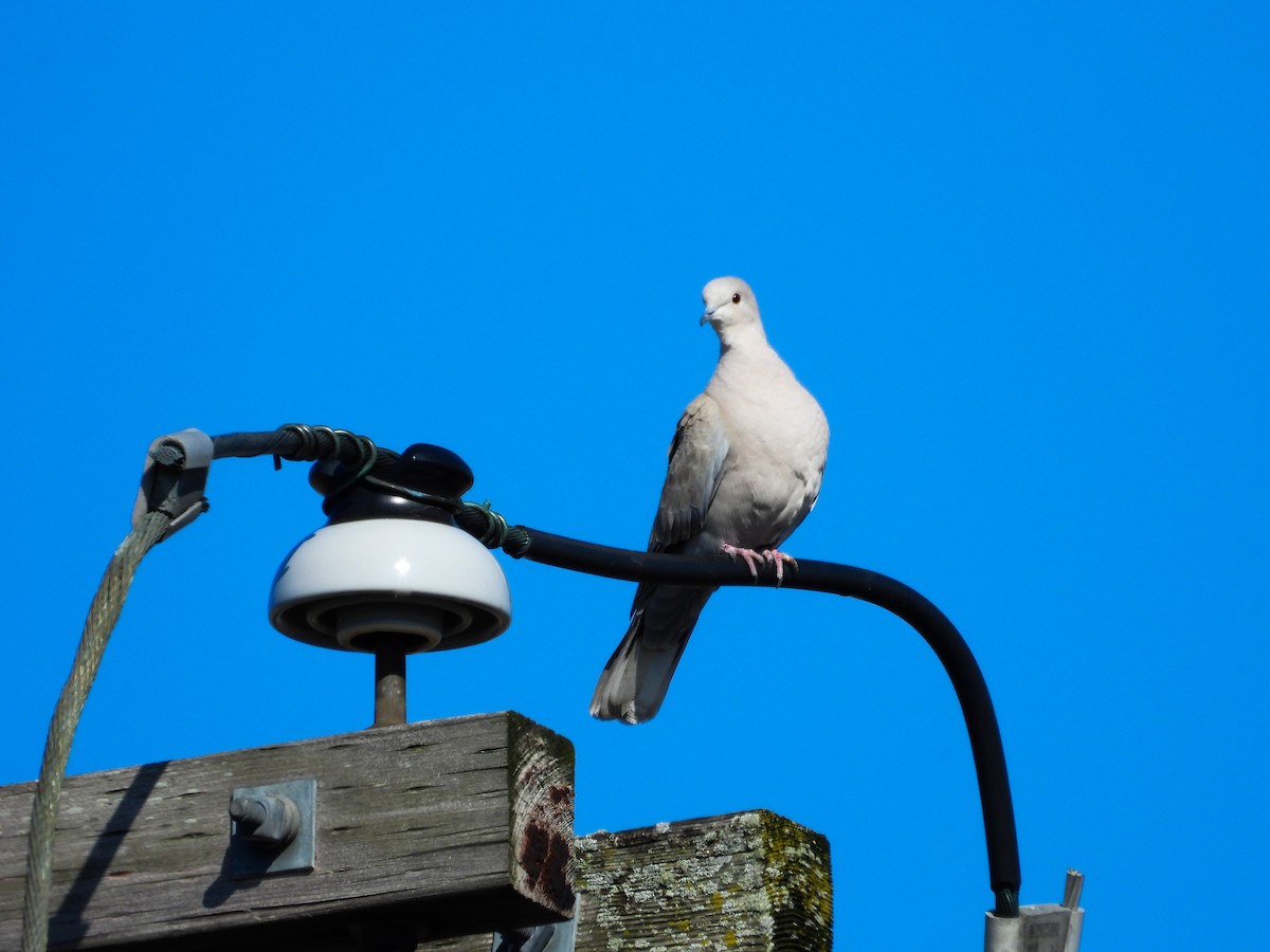 Eurasian Collared-Dove - ML615557508