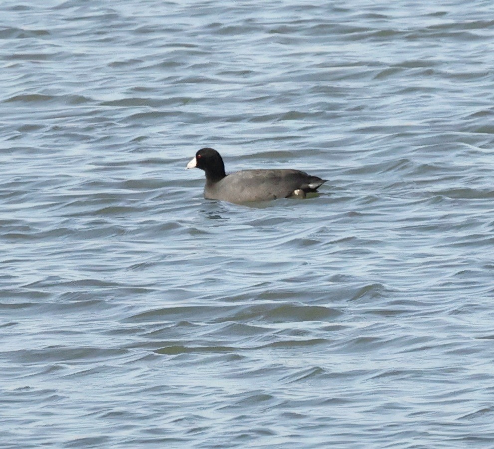 American Coot - ML615557552