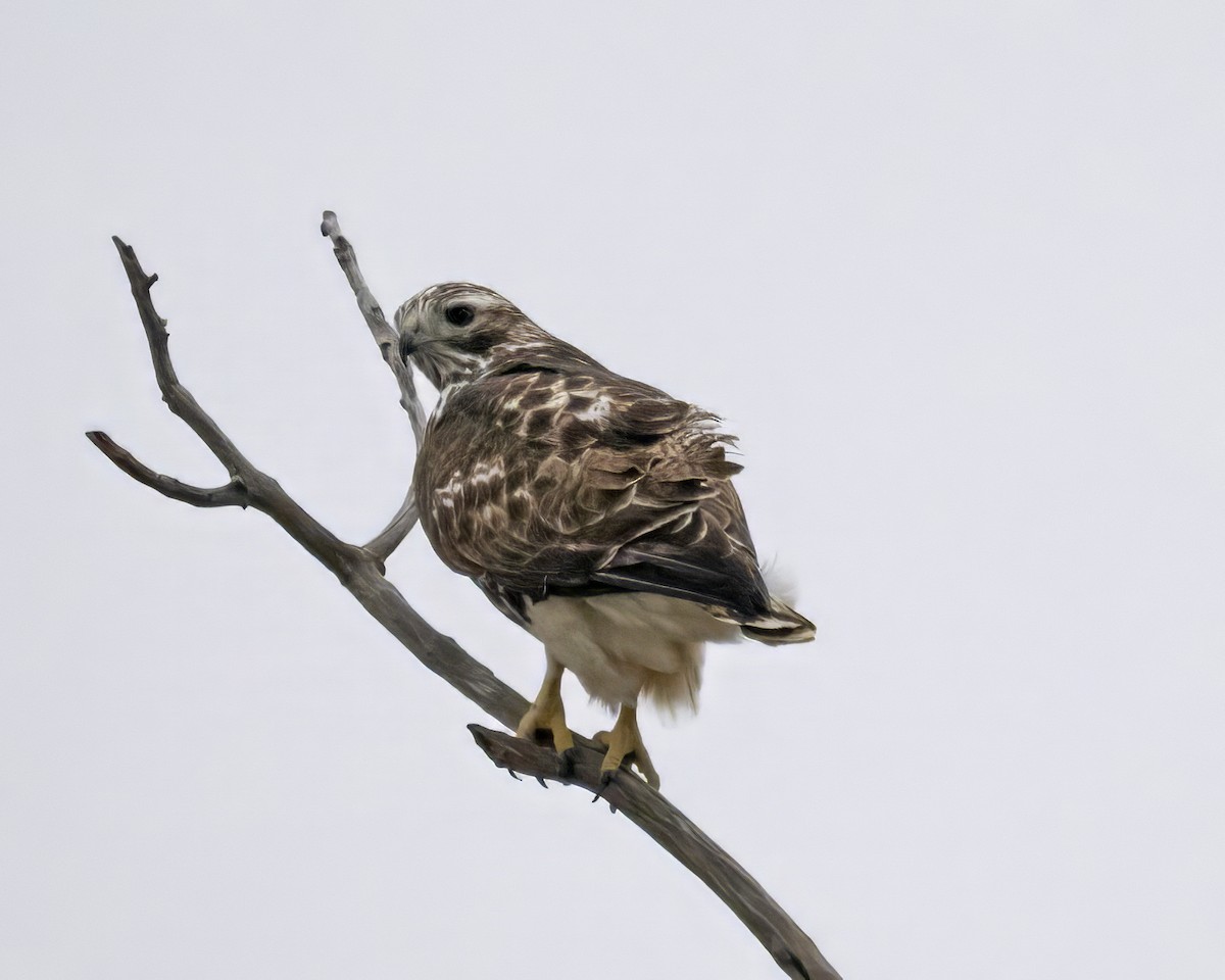 Red-tailed Hawk (Harlan's) - ML615557560