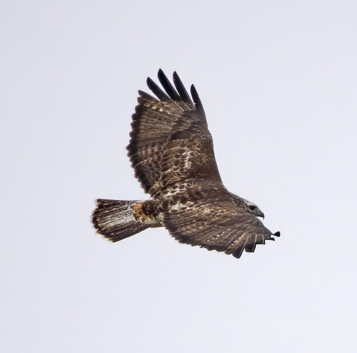 Red-tailed Hawk (Harlan's) - ML615557561
